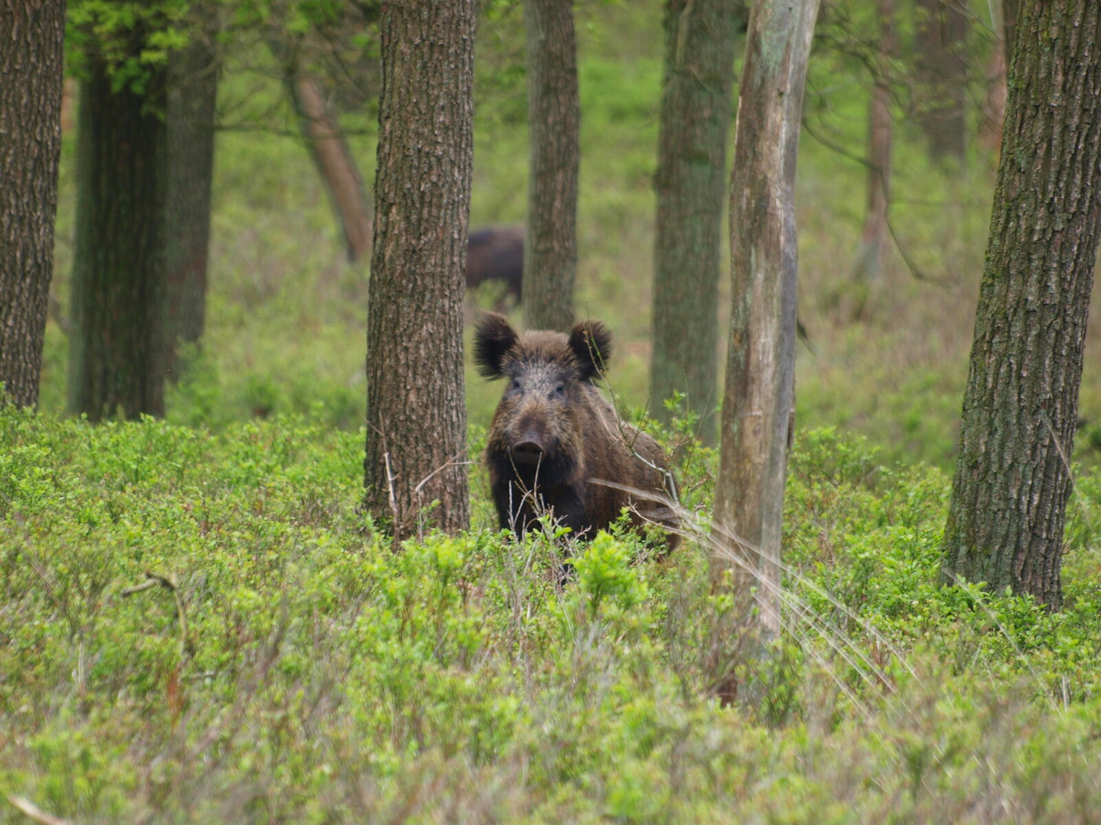 Wild zwijn in het veld